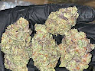 We are licence growers and Suppliers of Top Shelf