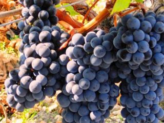 I am selling white and black wine grapes, producing