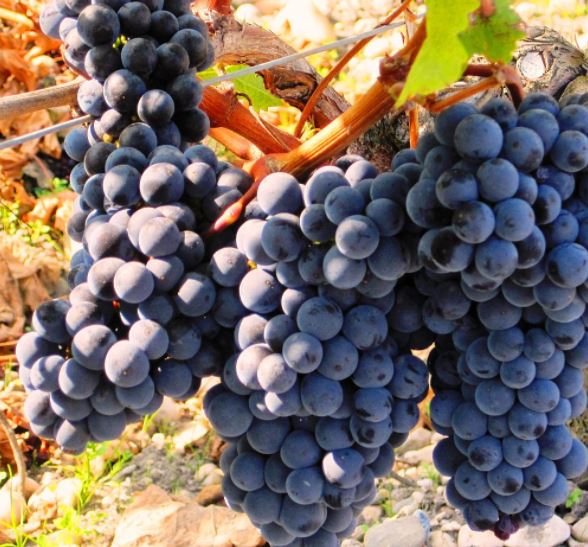 I am selling white and black wine grapes, producing vines, pineapple variety, price 1.5 RON / kg