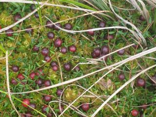 Swamp cranberry for sale.