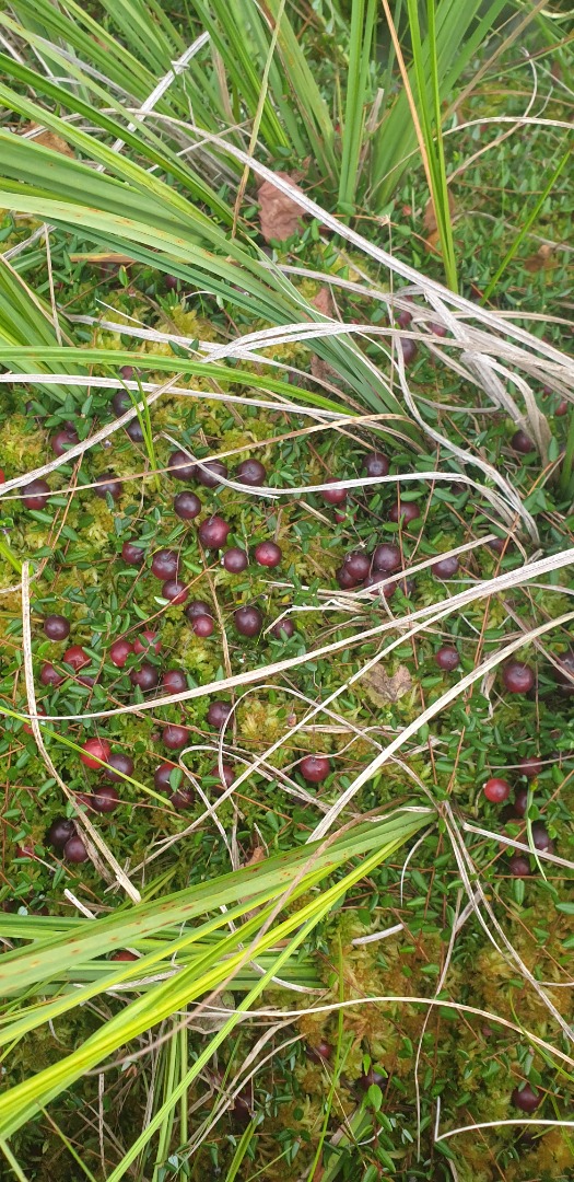 Swamp cranberry for sale