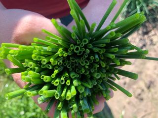 I will sell thin chives. Arranged in boxes. The
