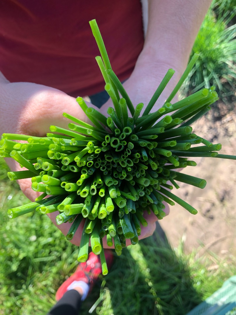 I will sell thin chives