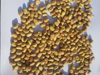 Selling beans