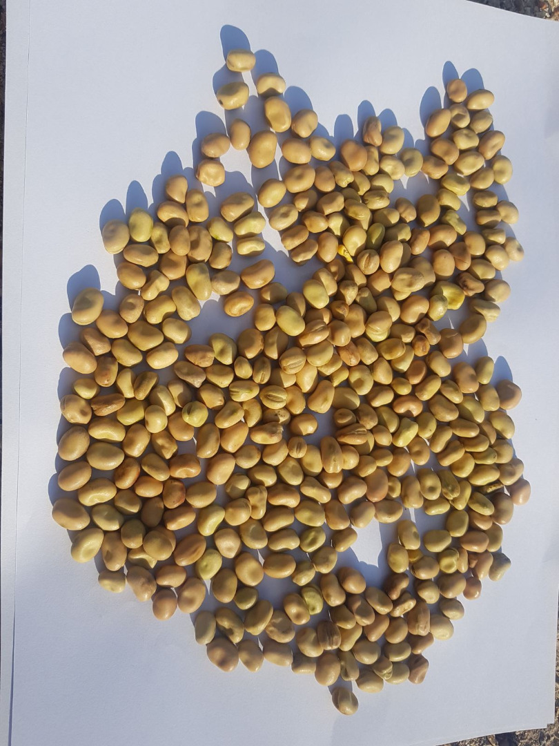 Selling beans