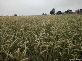 Winter rye DIAMOND population certified seeds FV 195 PLN