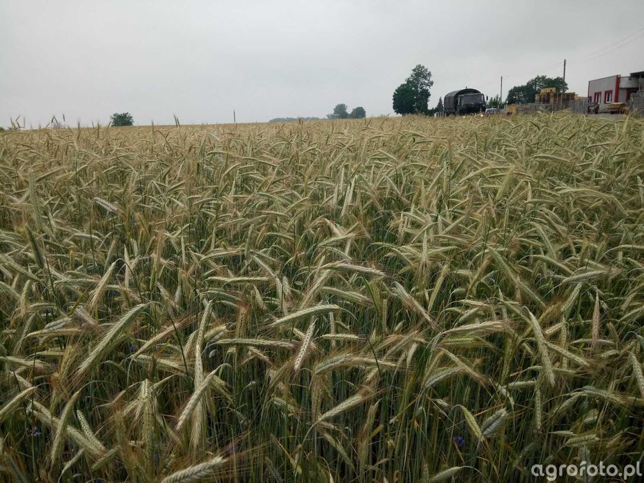 Winter rye DIAMOND population certified seeds FV 195 PLN / 100 kg We are a company specializing in trading in certified seed