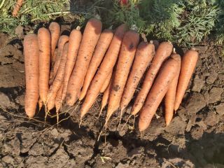 Pret: negociabil in functie de cantitatea dorita. Producator local