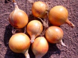 I will sell onions in bulk: - DORMO variety