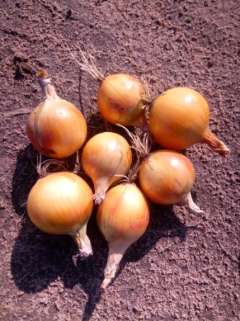 I will sell onions in bulk: - DORMO variety (hard, good for storage) - caliber 3.5 - 6.0 (4.5 dominates) - quantities of trucks (a total of about 160 tons)