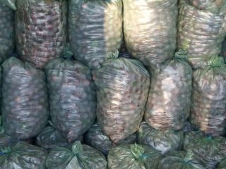 I am selling Plums for Tuica in large quantities