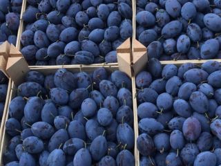 I sell Plum Stenley, for food I sell plums