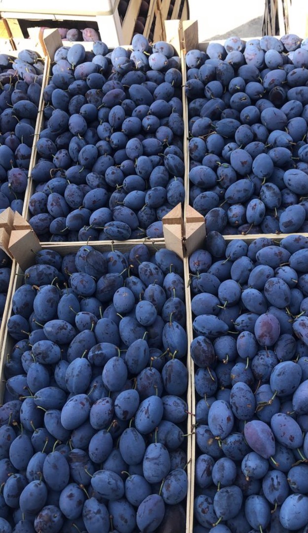 I sell Plum Stenley, for food I sell plums and for Tuica