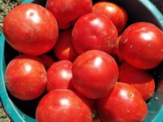 I am selling tomatoes for broth 1.20 RON kg