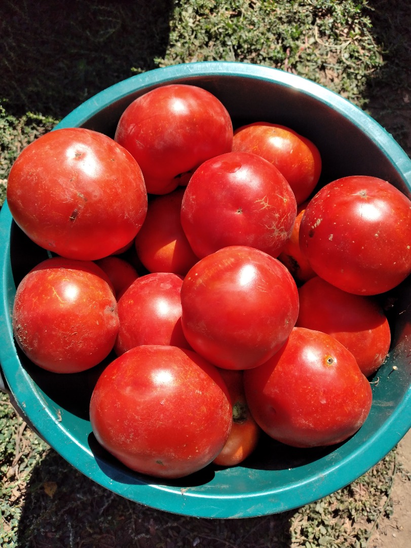 I am selling tomatoes for broth 1.20 RON kg Tel no