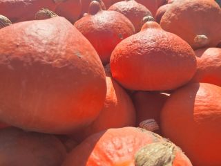 Hello, I am selling pretty, young Hokkaido pumpkins. It