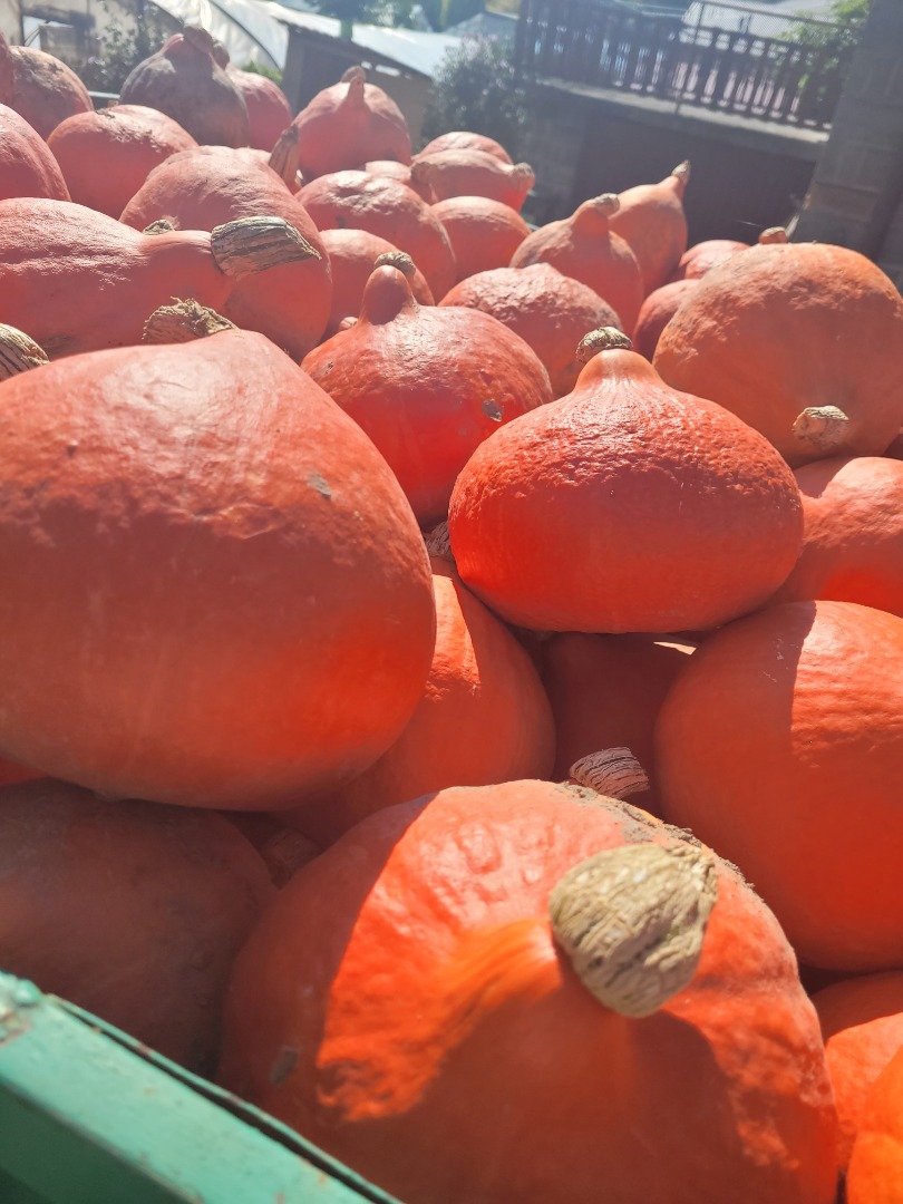 Hello, I am selling pretty, young Hokkaido pumpkins