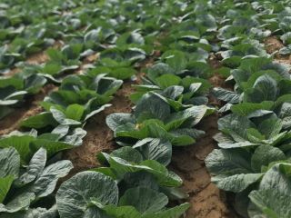 I am selling cabbage that will be available for