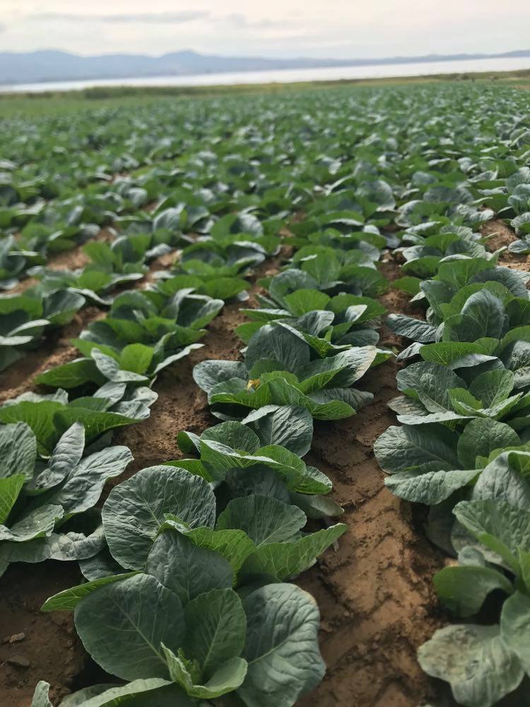 I am selling cabbage that will be available for sale after January 2022