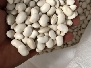 I am selling white harvest 2021 high quality beans