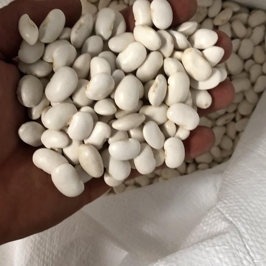 I am selling white harvest 2021 high quality beans
