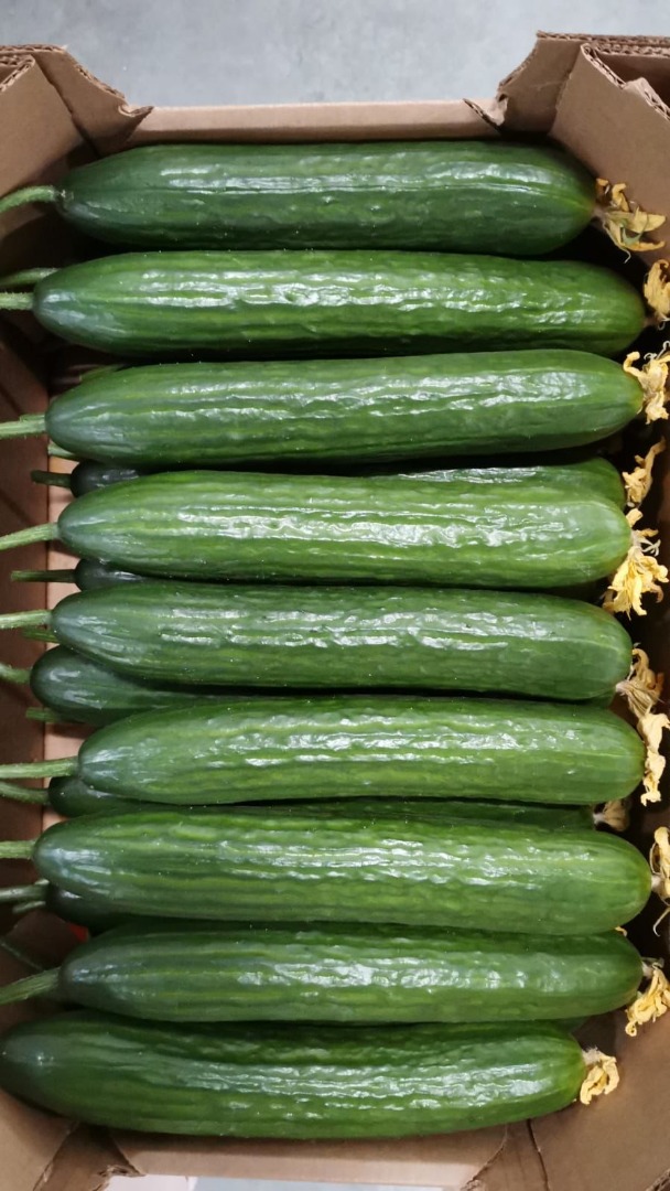 Meva cucumbers