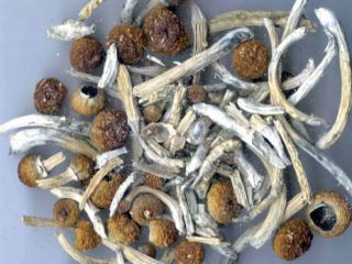 I sell top quality mushroom both dry and fresh