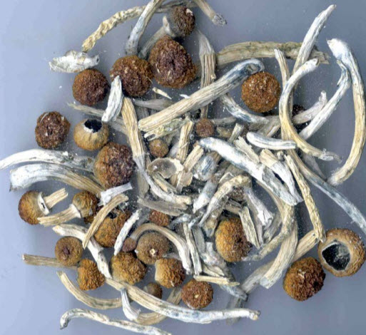I sell top quality mushroom both dry and fresh bellow is my menu of available shrooms Shroom menu -Avery's albino -Pleasure coast -Golden Teacher -King lizard