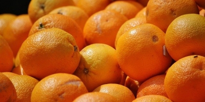 Valencia orange 2 class for sale