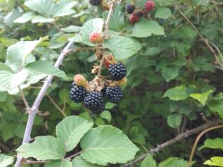 I sell fresh blackberries to order and quantity