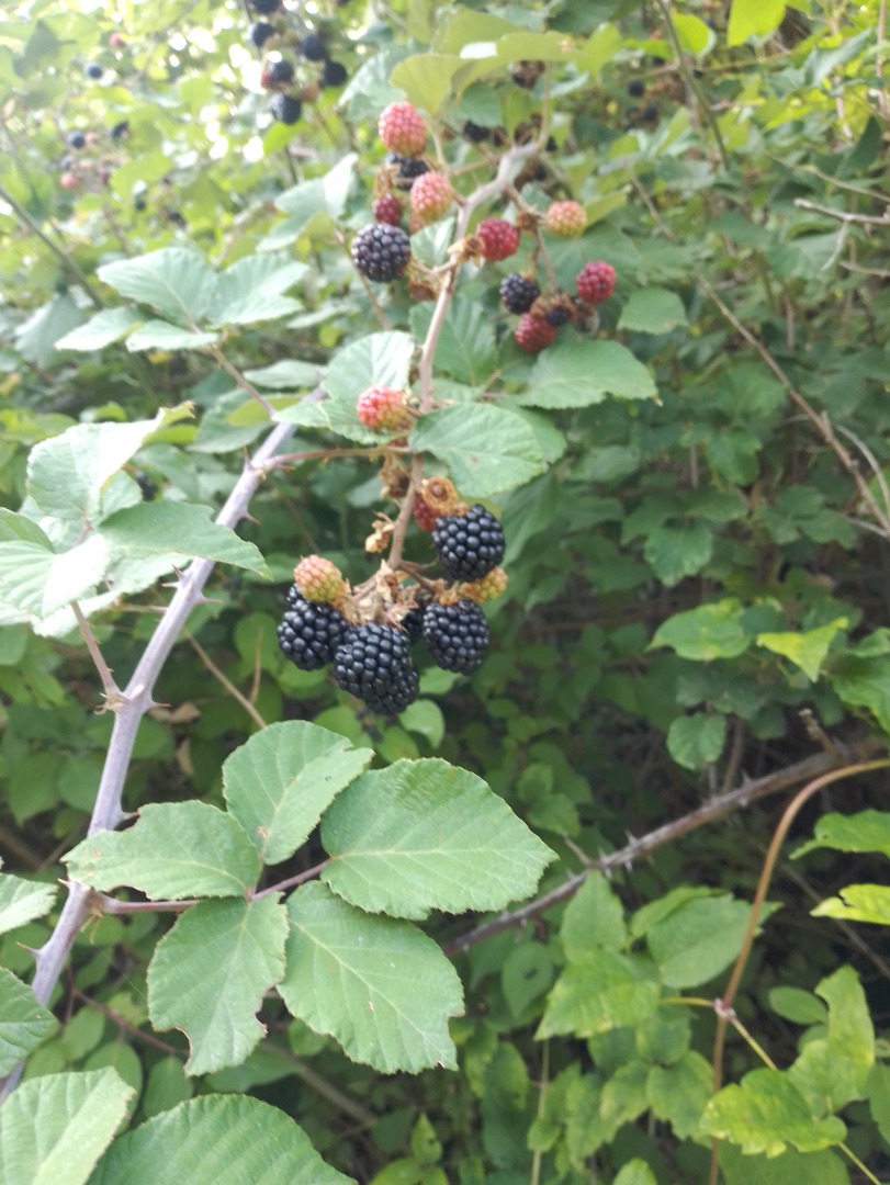 I sell fresh blackberries to order and quantity