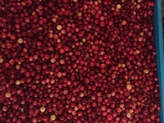 I will sell marsh cranberries, clean, fully ripe. A
