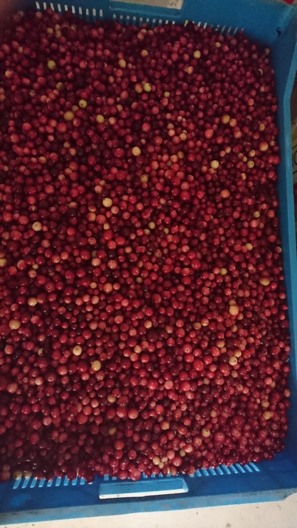 I will sell marsh cranberries, clean, fully ripe