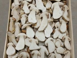 I will sell forest mushrooms - wholesale quantities: boletus,