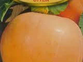 for sale obese pumpkins weight 8-15 kg pretty, thick