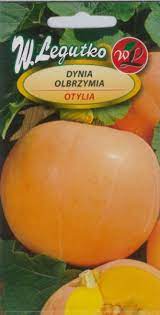 for sale obese pumpkins weight 8-15 kg pretty, thick ground, weeding by hand without spraying harvest mid-September
