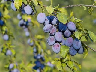 I will sell an ordinary Hungarian plum straight from