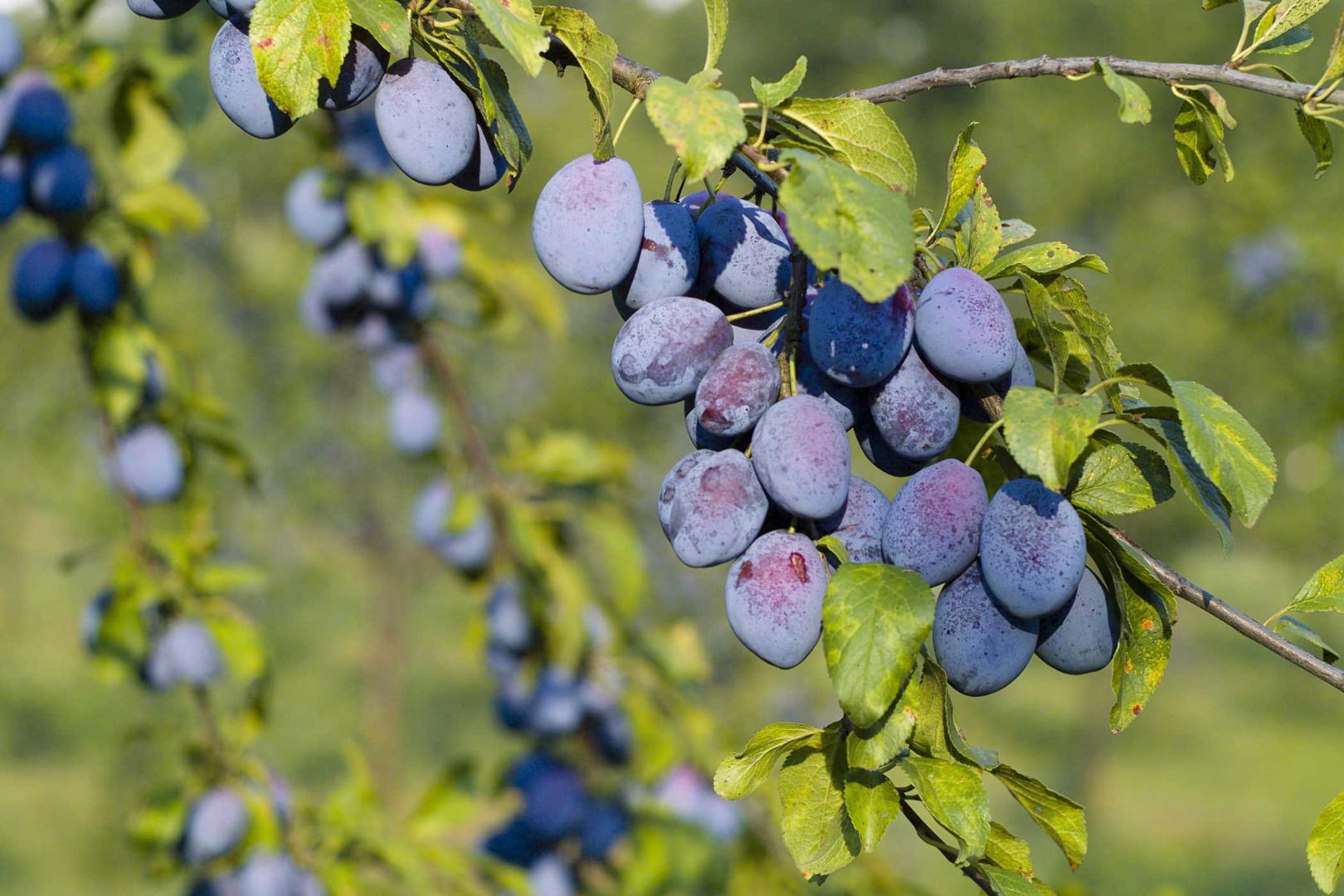 I will sell an ordinary Hungarian plum straight from the tree