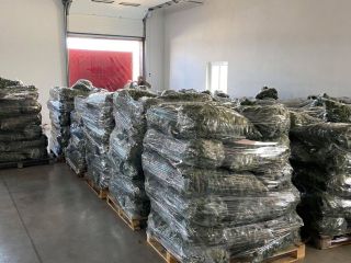 Romanian company, sells fresh cucumbers 7-13 cm caliber, in