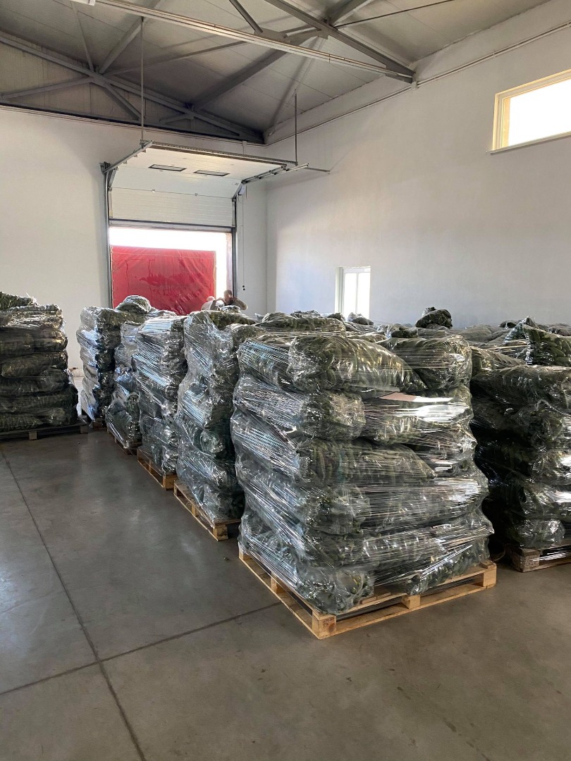 Romanian company, sells fresh cucumbers 7-13 cm caliber, in large quantities