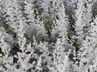I will sell wormwood herb. Strong in smell, dry.