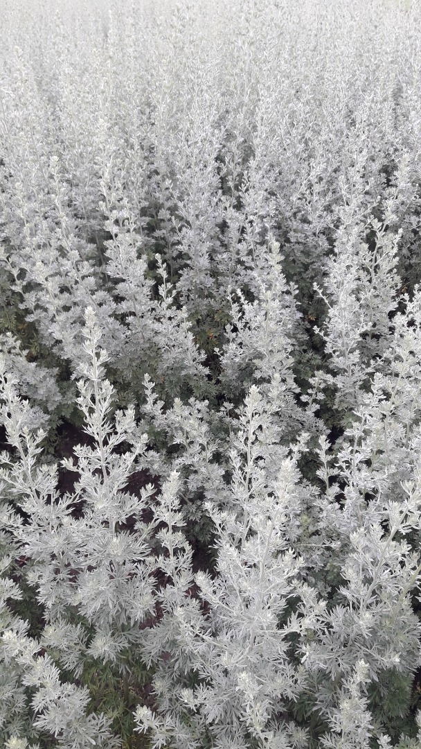 I will sell wormwood herb