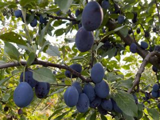 I will sell a plum for stanley and hungary