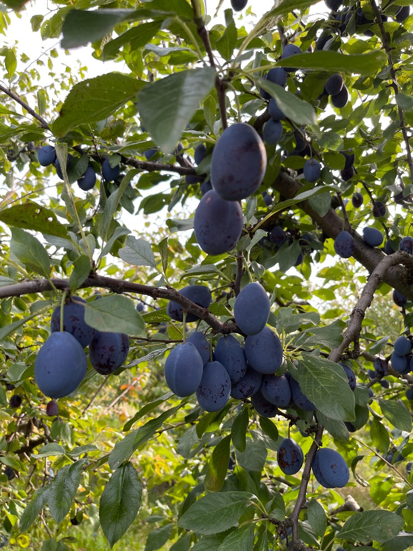 I will sell a plum for stanley and hungary brandy