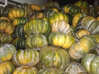 Hello, I have Muscat pumpkins for sale, large quantities