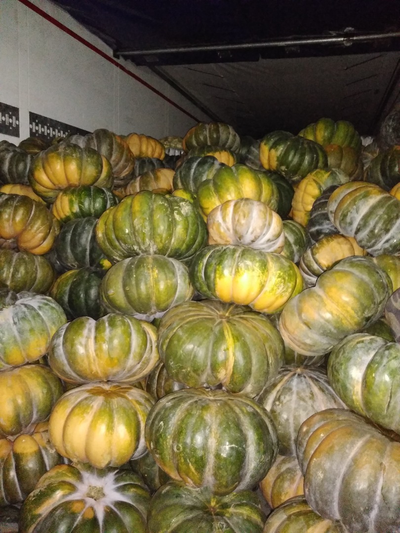 Hello, I have Muscat pumpkins for sale, large quantities