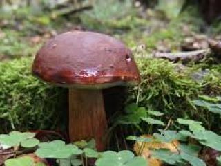 Boletus in the amount of 10-20 kg, my own