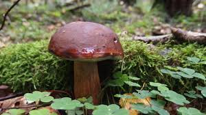 Boletus in the amount of 10-20 kg, my own collection, I would like to sell retail every day, about 2-3 kg of bolete bolete up to 3 cm at the price of PLN 18 /