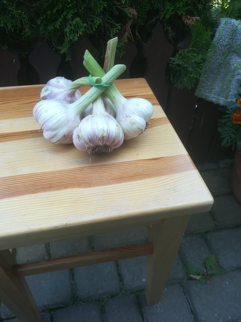 I will sell garlic, harnaś variety