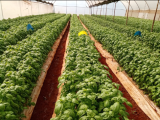Basil available from Kenya. Global GAP certified. Minimum order